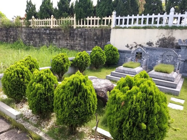 Cây Trắc Bách Diệp được lựa chọn nhiều trong việc làm hàng rào nghĩa trang